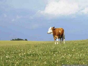 Cow Wallpaper