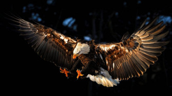 Eagle Flying Wallpaper