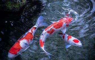 Koi Fish Pictures