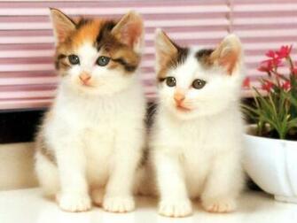 Cute Cats Pictures High Definition Wallpaper Cool Nature