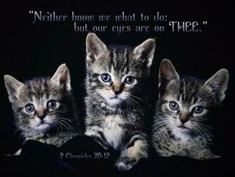 Scripture Wallpaper Animals Kittens