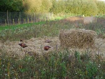 Pheasant Feeders For