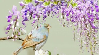 Wisteria Wallpaper High Definition Quality