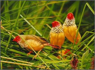 Beautiful Birds Wallpaper