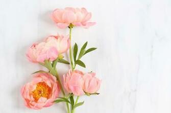 Digital Blooms June Desktop Wallpaper Justinecelina