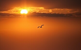 Herons Silhouette In The Sunset Wallpaper Original HD