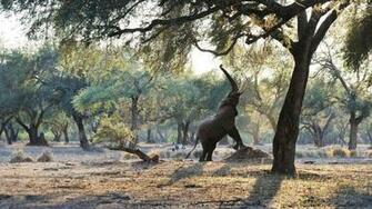 Strap On Your Walking Safari Boots Offers Excellent Guides