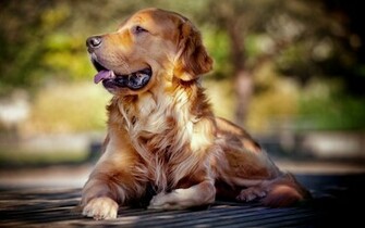 Dog Desktop Wallpaper High Definition Quality