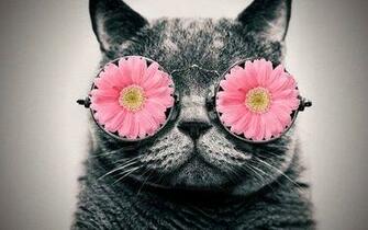 Cat With Glasses Hippie Daisy Sunglasses Hipster