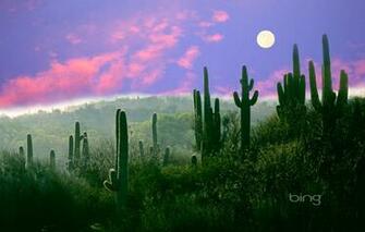 Wallpaper The Moon Desert Az Usa Saguaro Cactus Night Sonora