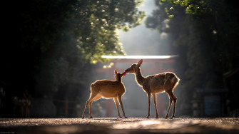 Deer Animal 4k Wallpaper