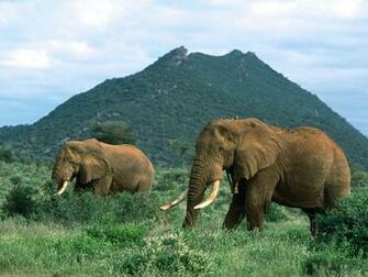 Elephant Wallpaper