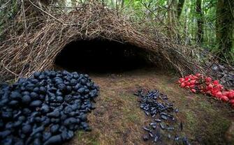 Most Ed Bowerbird Wallpaper 4k