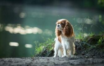 Wallpaper Cavalier King Charles Spaniel Dog
