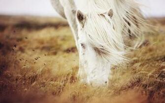 Nature Field Summer Grass White Horse Photo Image HD