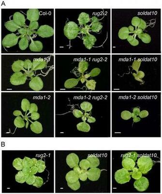 Plos One Arabidopsis Mda1 A Nuclear Encoded Protein Functions