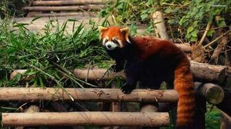 Red Panda Tree Close HD Wallpaper Background Pa