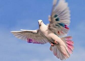 Flying Bird Wallpaper