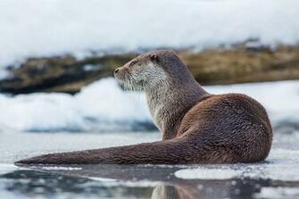 Otter Wallpaper