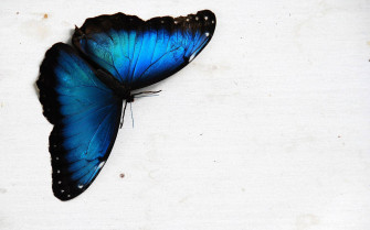 Blue Butterfly Aesthetic Wallpaper
