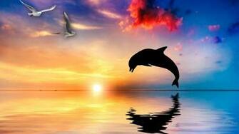 Pink Dolphin Jumping Wallpaper Car Pictures