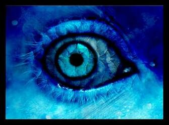 Magic Eyes Photography Desktop Wallpaper S
