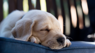 Labrador Wallpaper
