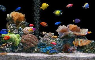 Aquarium Wallpaper