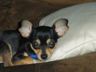 Pics Photos Chihuahua Wallpaper