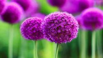 Beautiful Pc Wallpaper Net