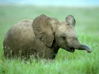 Baby Elephant Splendid Wallpaper HD