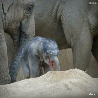 Elephant And Baby Wallpaper Lord Krishna Kanaiya Radhe