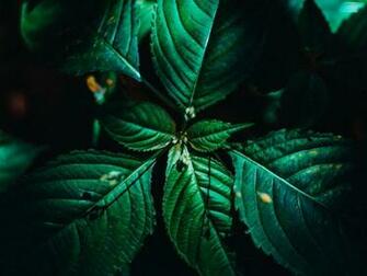 Leaves Surface Green Veins Plant Macro Background Toppng