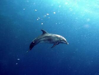 Underwater Wallpaper