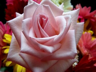 Wallpaper Pink Rose Desktop