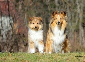 Beautiful Sheltie Breed Dog On Forest Background Wallpaper And Image