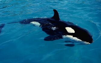 Orca Achtergronden Dieren HD Wallpaper Foto Jpg