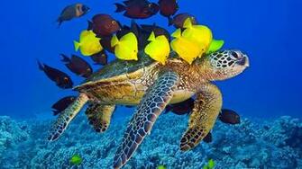 Sea Turtle Ocean Underwater Yellow And Brown Fish Wallpaper Desktop
