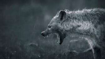 Hyena HD Wallpaper Background Image Id