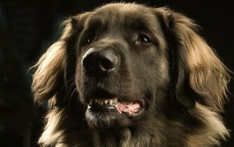 Honden Wallpaper Met Een Portretfoto Van Hond HD