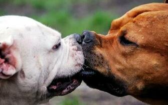 HD Dogs Wallpaper And Photos Animals