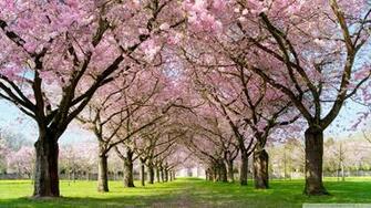 HD Spring Wallpaper Background Image Design Trends