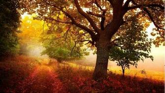 Wallpaper Nature