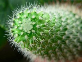 New Wallpaper Desktop Background Cactus