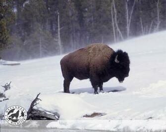 Bison Wallpaper And Background