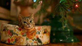 HD Wallpaper Christmas Tree Sad Muzzle Cat