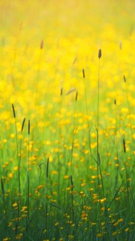 Flowers Field Yellow Plants Meadow Wallpaper