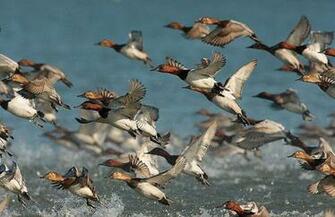 Sback Ducks Wallpaper Wall Mural Self Adhesive