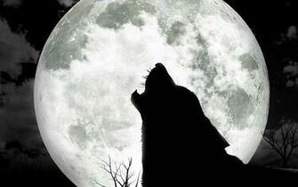 Wolf Moon Wallpaper HD In Animals Imageci