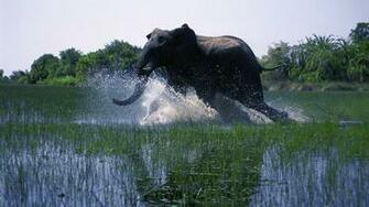 African Safari Wallpaper